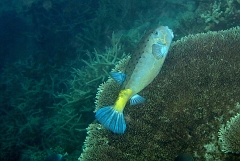 Velidhu - 2013_03_10 - IMG_0439rf_Poisson coffre adulte - Ostracion cubicus_House reef_pmt